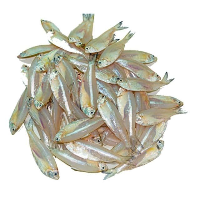 Mola (470~570g with ice)